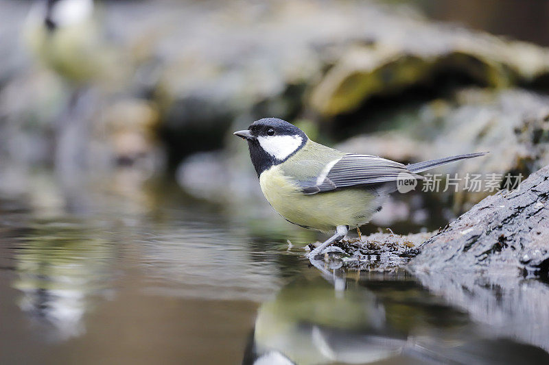 大山雀(Parus major)喝水